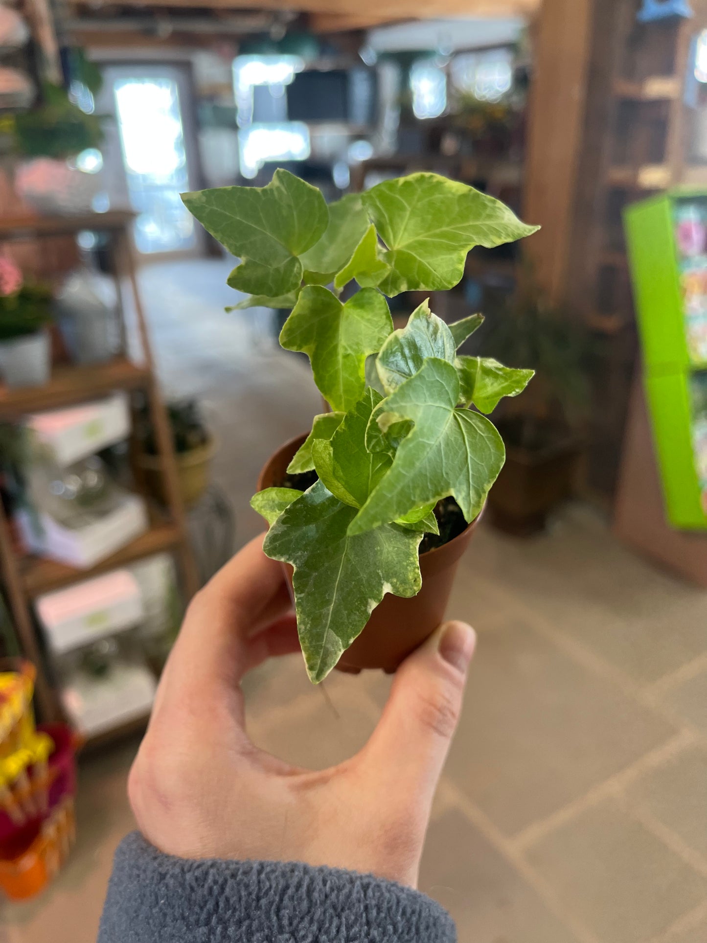 English Ivy | Hedera helix