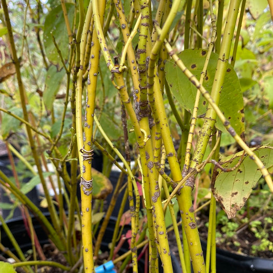 Yellow Twig Dogwood | Cornus sericea