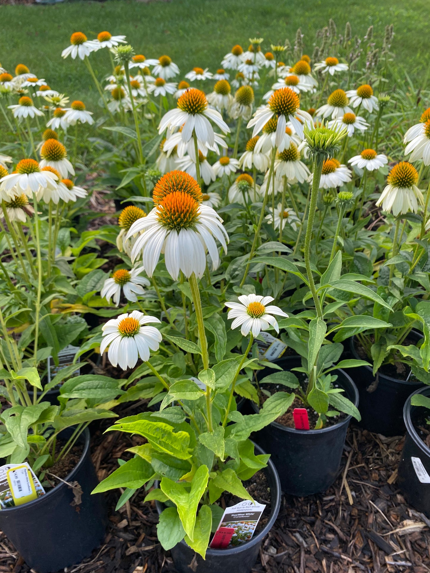 'Pow Wow' White Coneflower | Echinacea purpurea