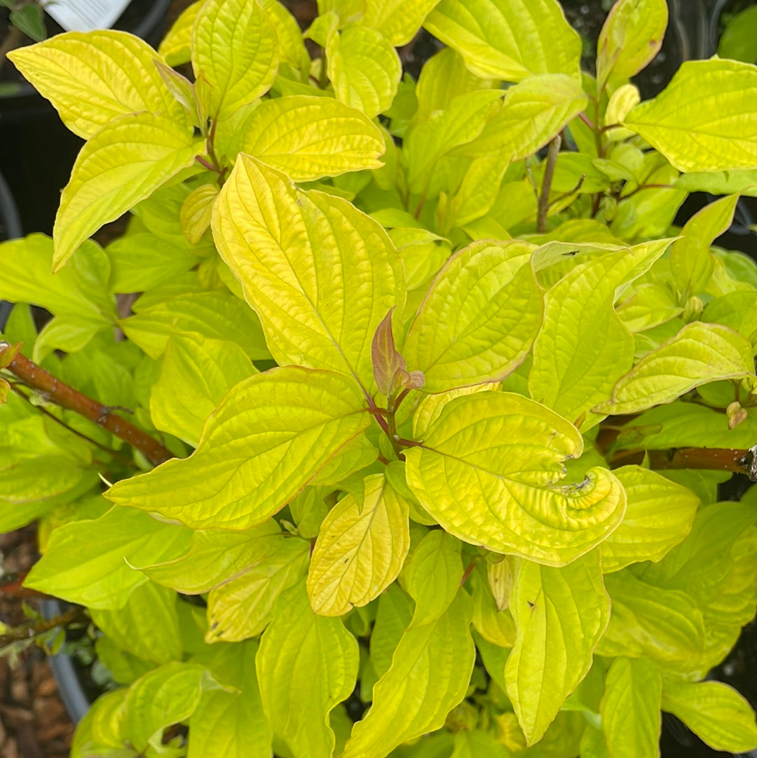 Neon Burst Dogwood | Cornus alba