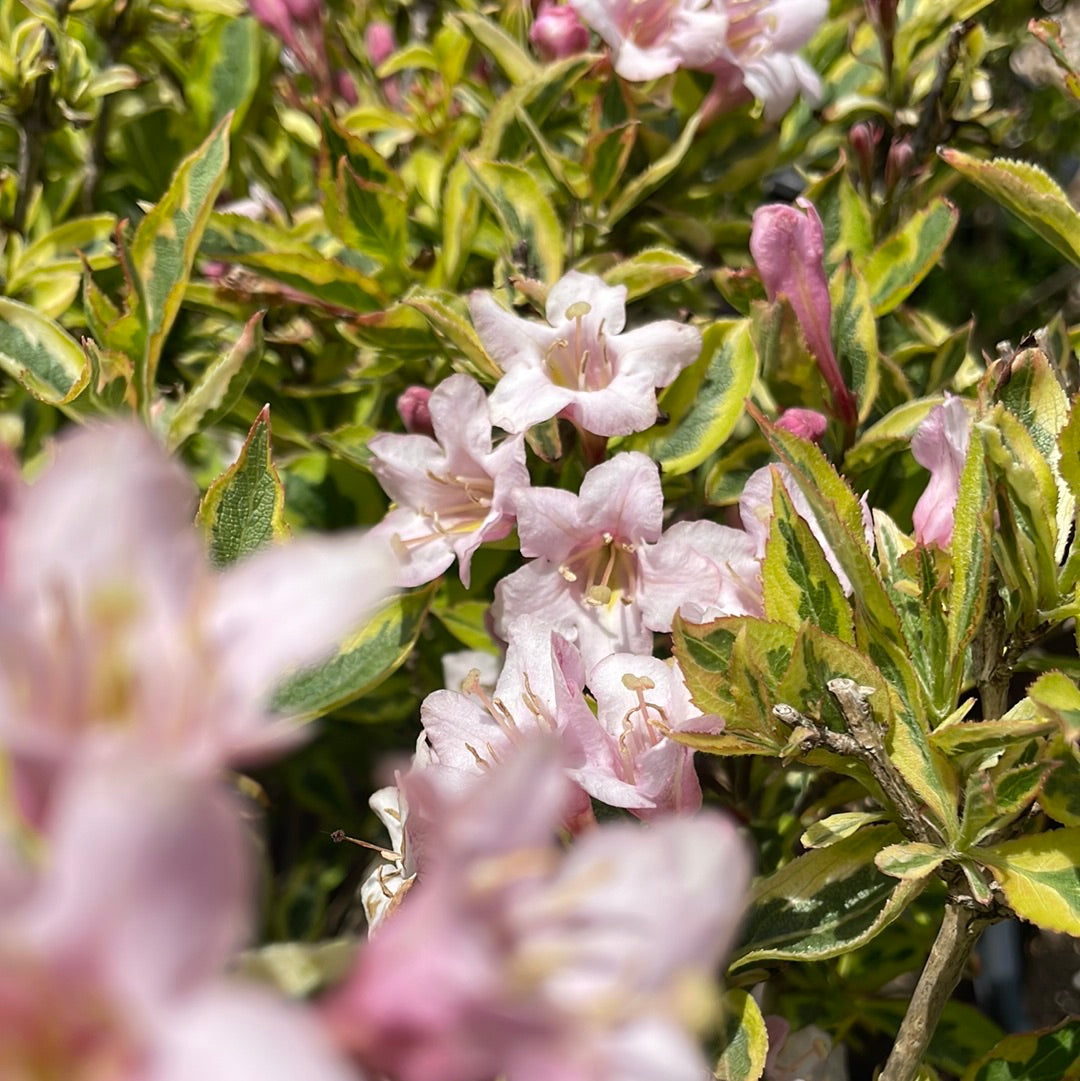 Rainbow Sensation Weigela | Weigela florida