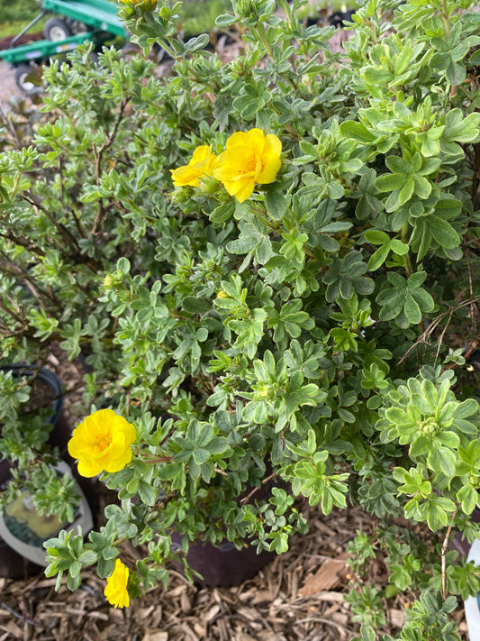 Citrus Tart Potentilla | Potentilla fruticosa