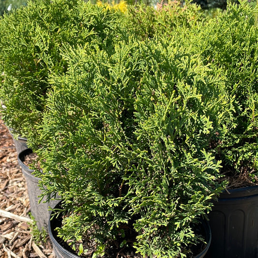 Hetz Midget Arborvitae | Thuja occidentalis