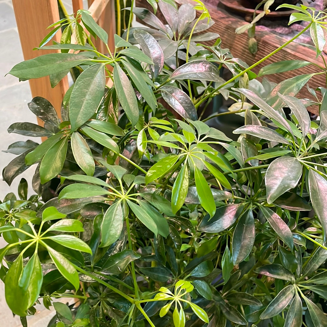 Umbrella Tree | Schefflera Arboricola