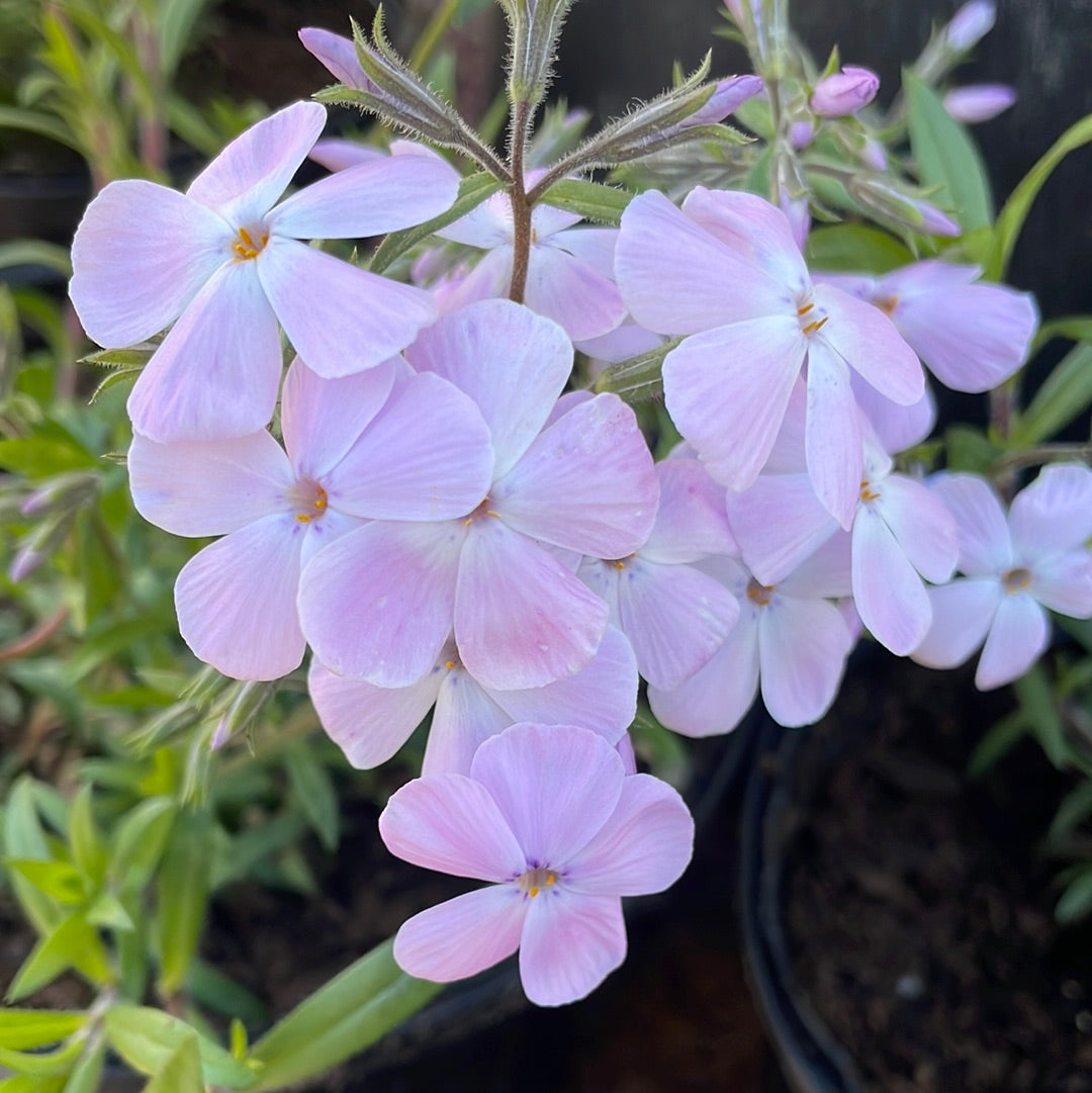 Woodlander Lilac Creeping Phlox | Phlox subulata