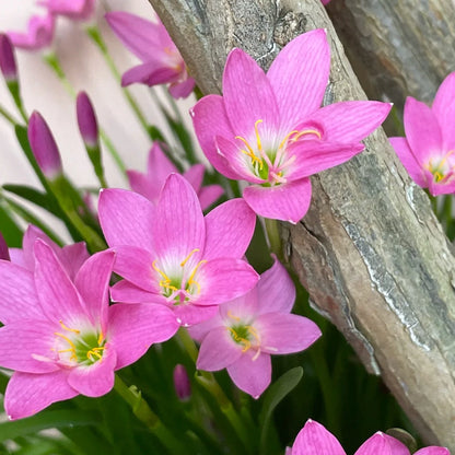 Bulbs - Rain Lily | Zephyranthes - Mixed