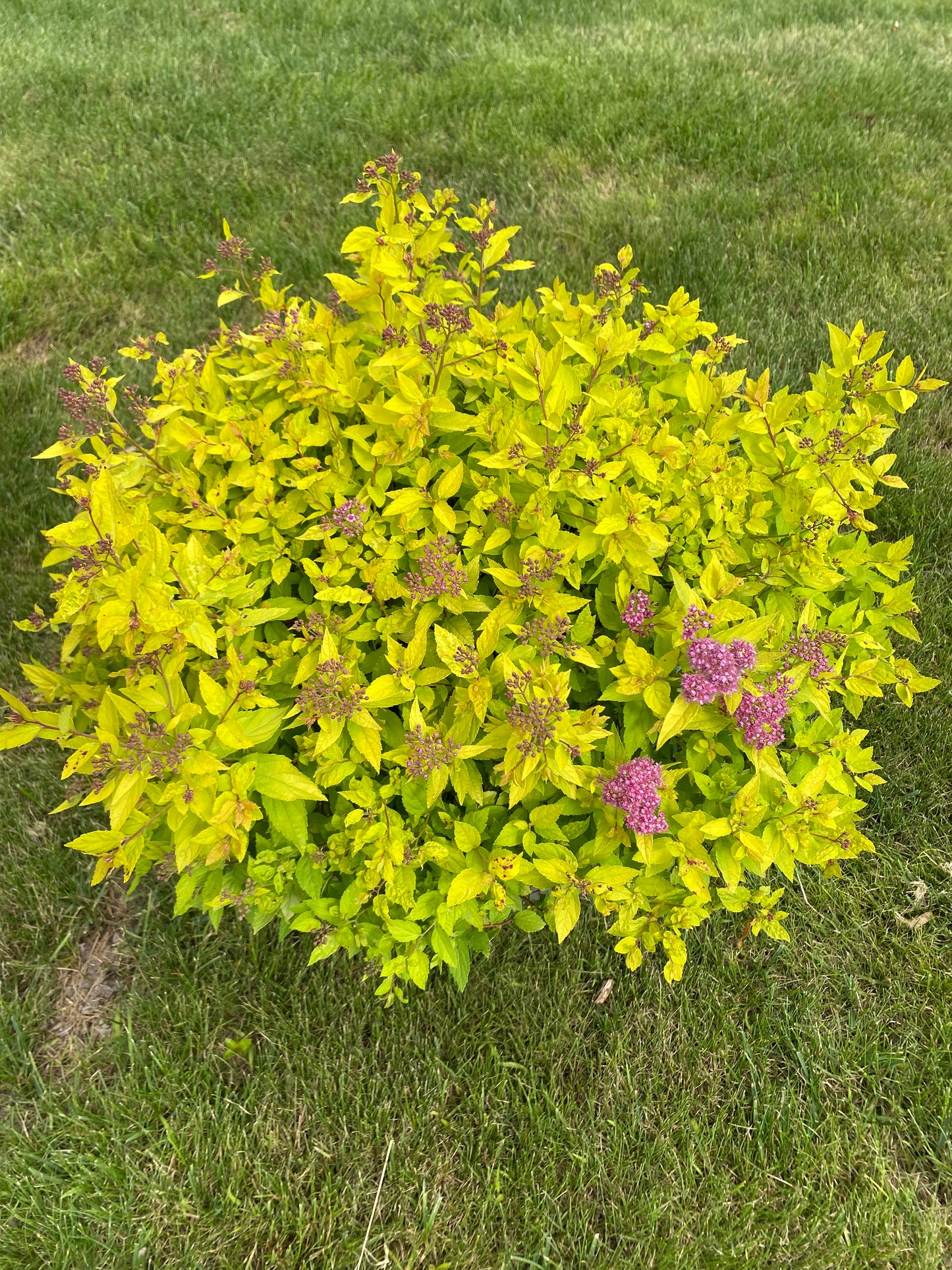 Goldmound Spirea