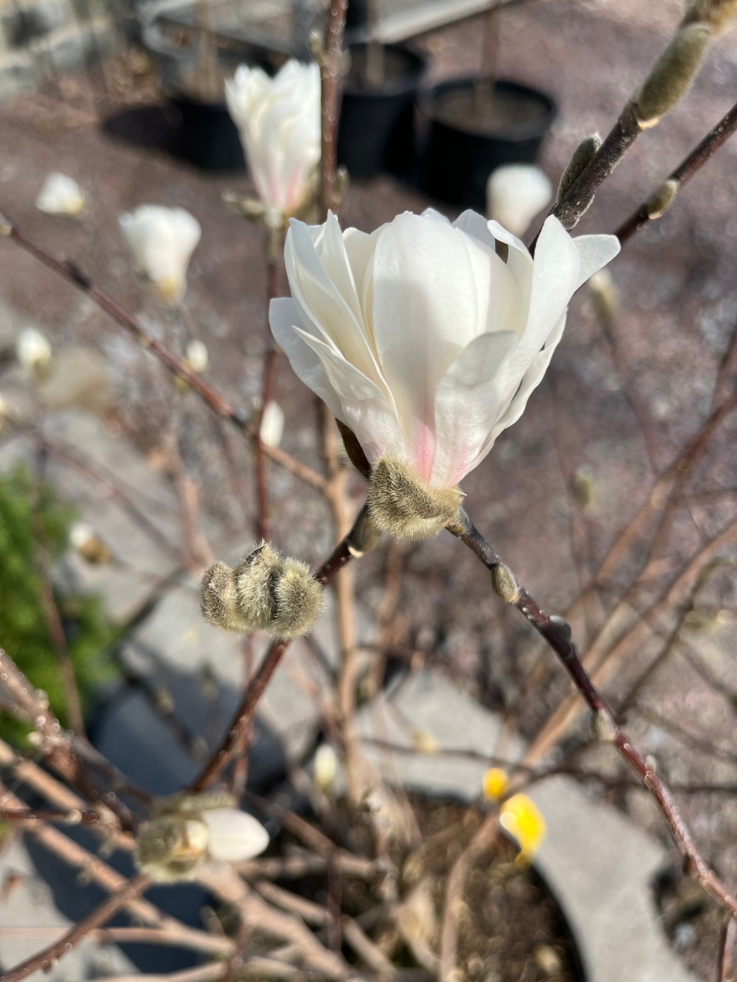 Royal Star Magnolia Tree