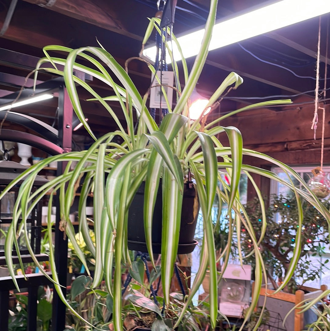 Spider Plant | Chlorophytum comosum