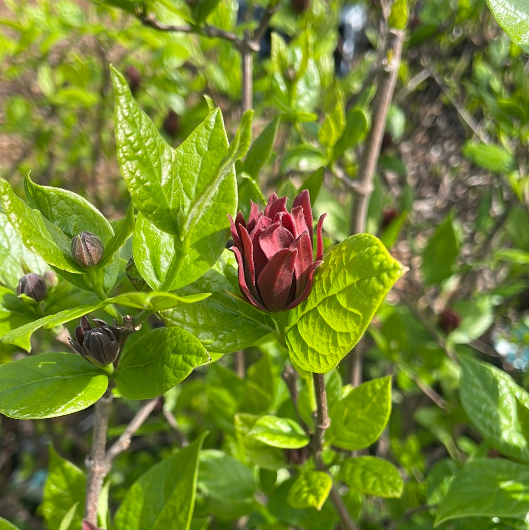 Sweetshrub | Calycanthus floridus