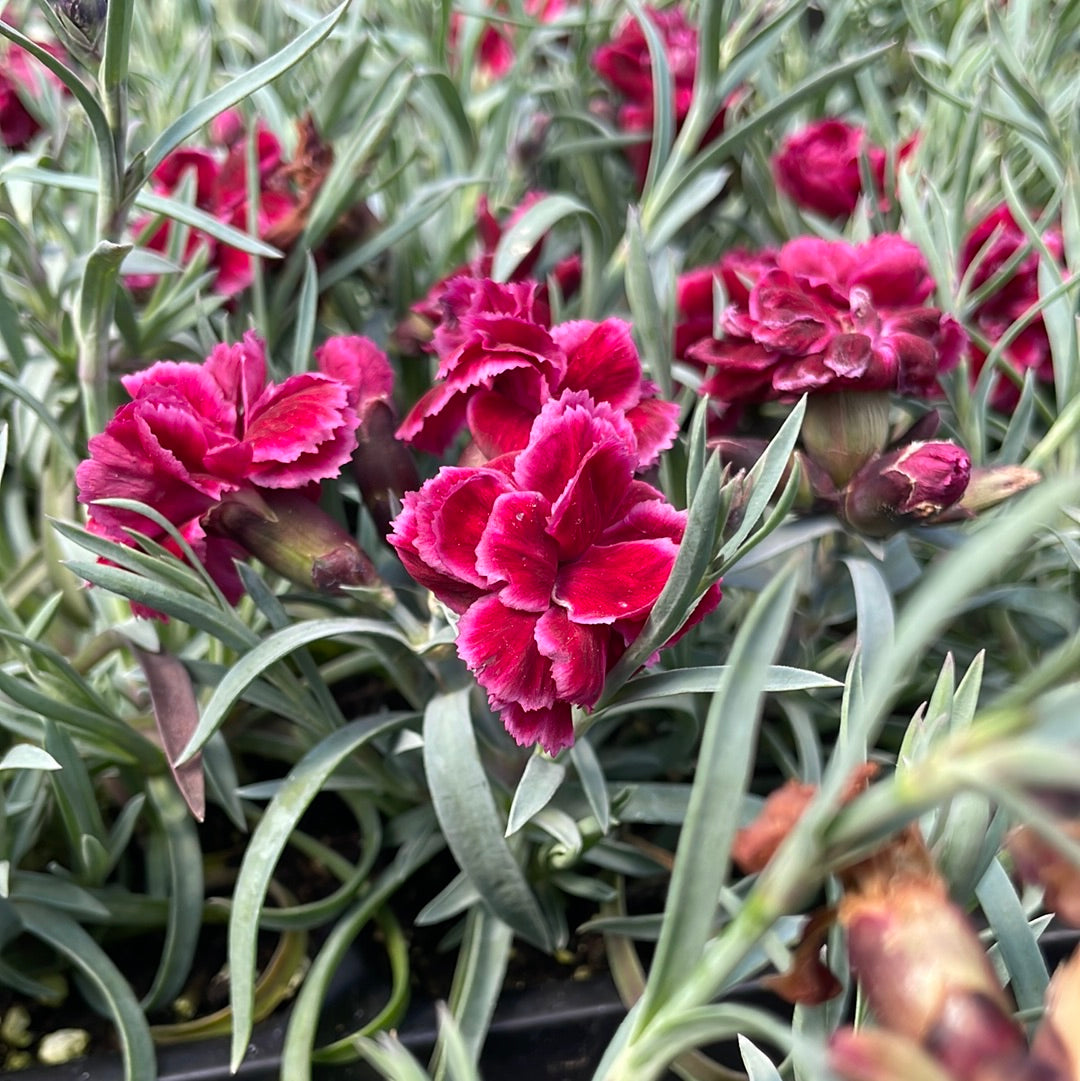 Burgundy Blush Dianthus