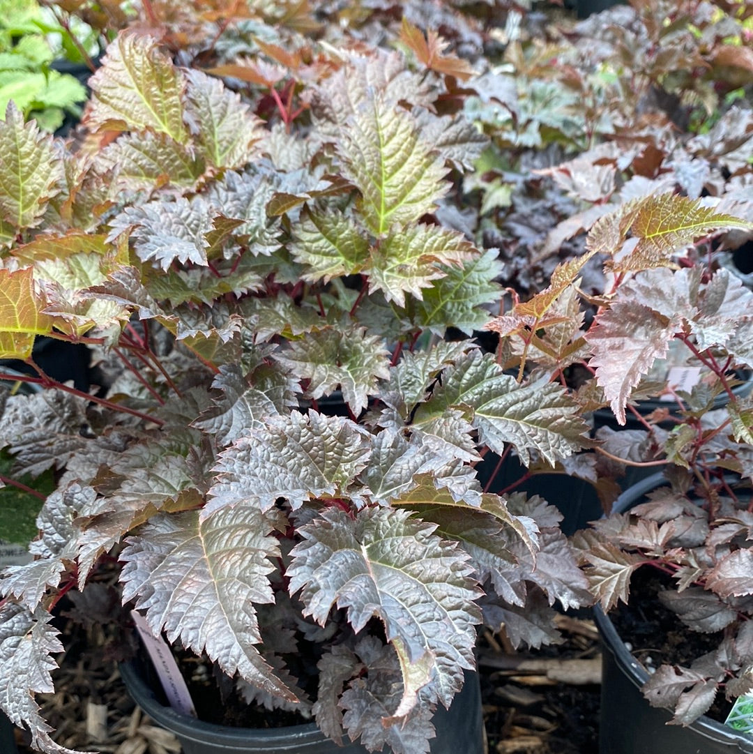 Chocolate Shotgun Astilbe