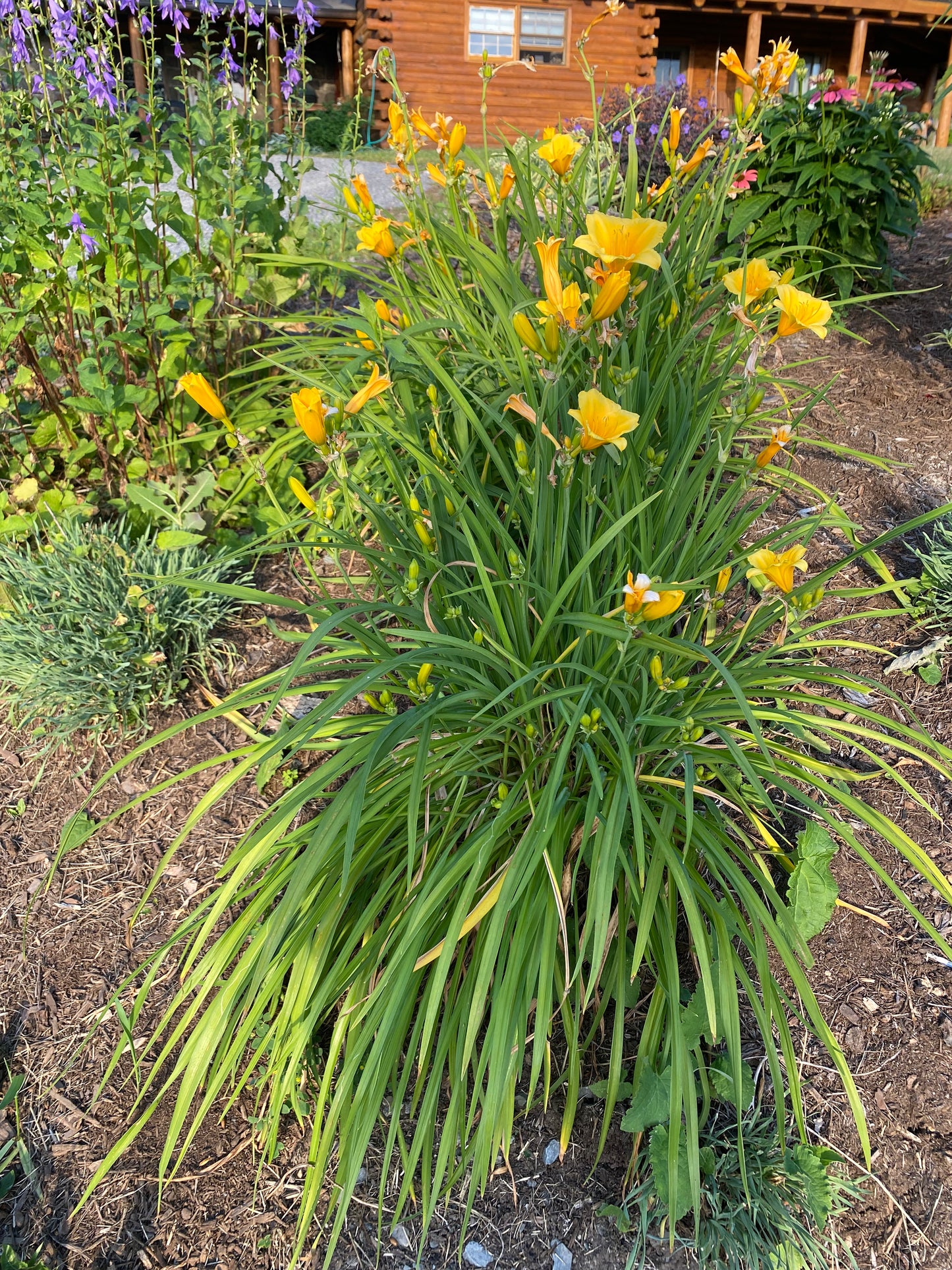 Stella de Oro Daylily | Hemerocallis 'Stella de Oro'