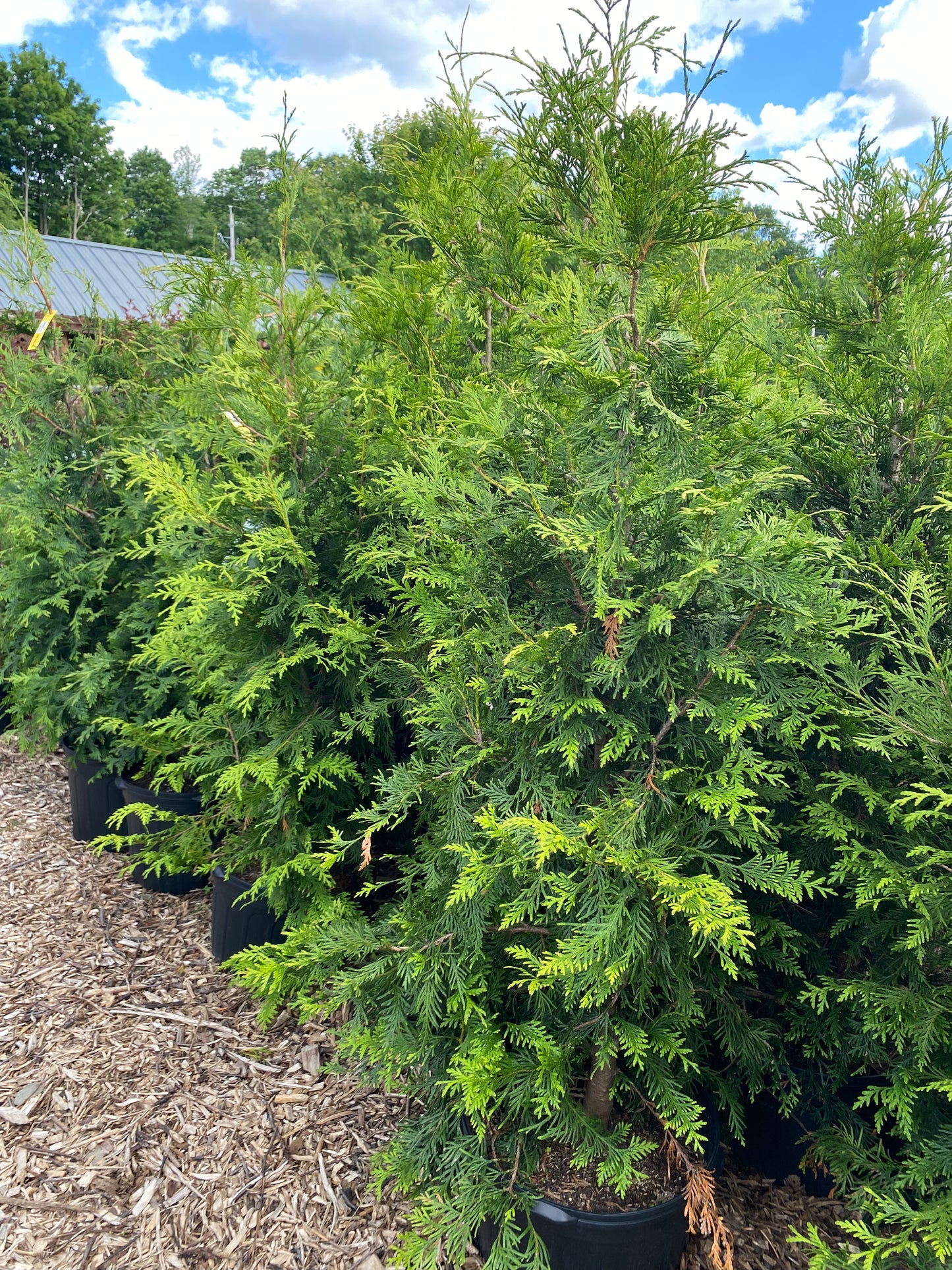 'Green Giant' Arborvitae | Thuja plicata red cedar ‘Green Giant’