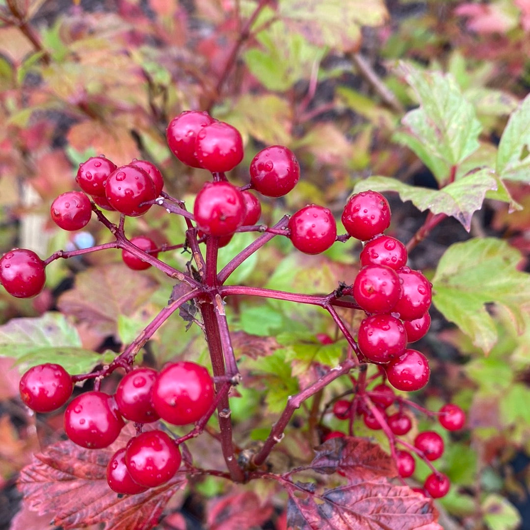 Wentworth American Cranberrybush | Viburnum trilobum