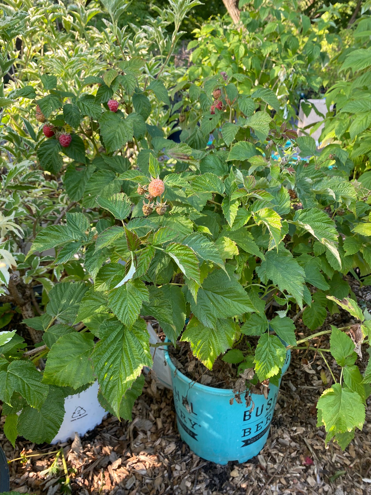 Raspberry Shortcake® Rasberry | Rubus