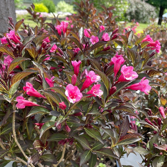 Wine & Roses Weigela | Weigela florida