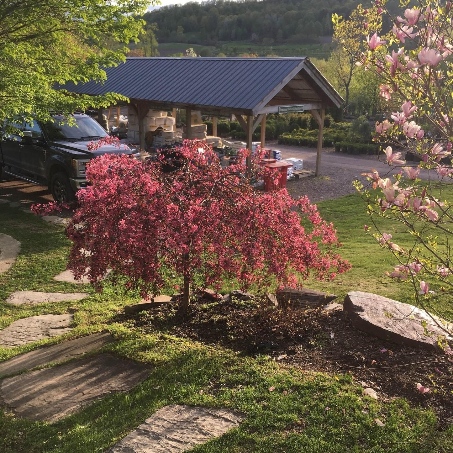 Bare Root- Weeping Ruby Tears Crabapple | Malus 'Ruby Tears'