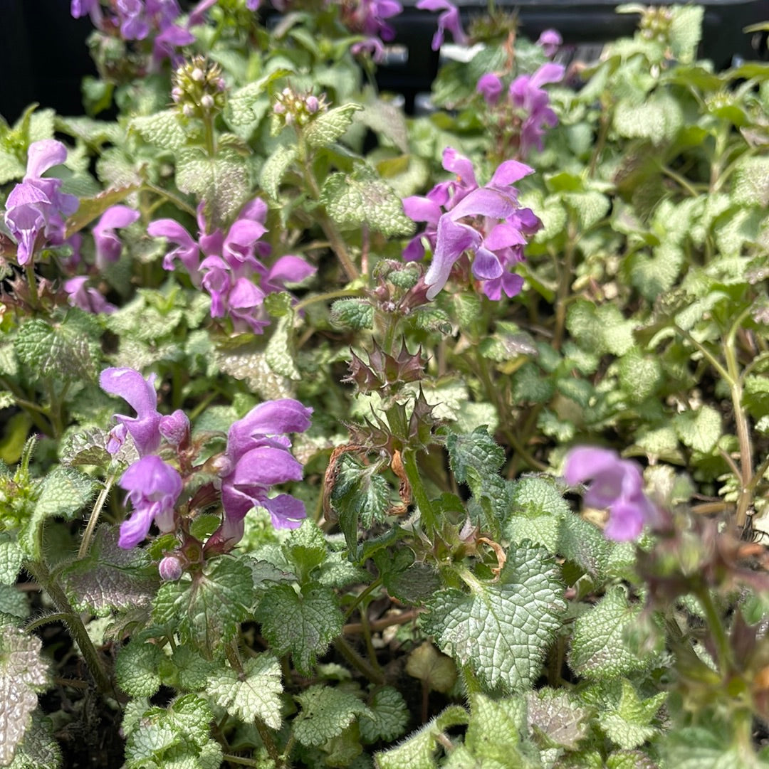 Orchid Frost Dead Nettle | Lamium