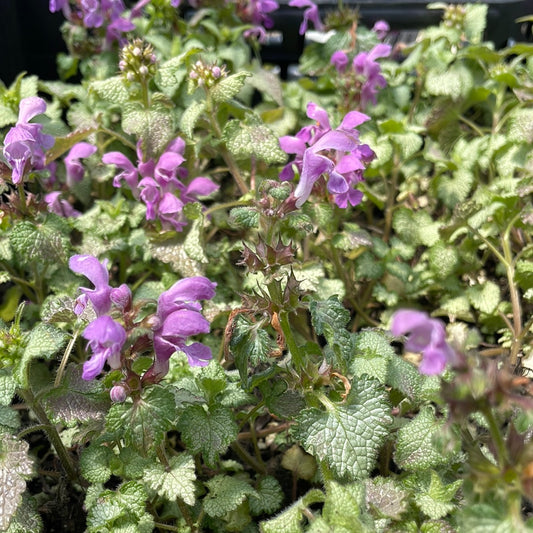 Orchid Frost Dead Nettle | Lamium