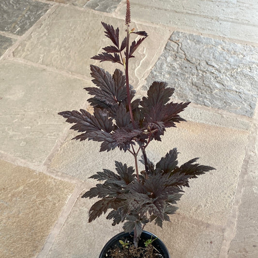 Chocoholic Black Snakeroot (Bugbane) | Cimicifuga/Actea