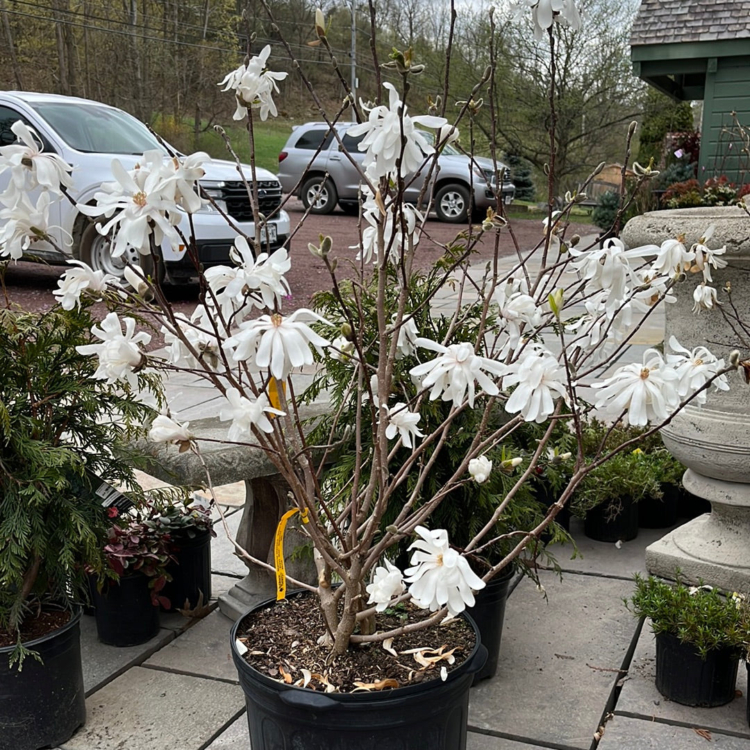 Royal Star Magnolia Tree