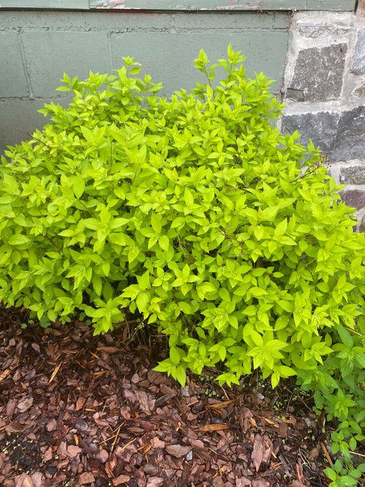 Sundrop Spirea