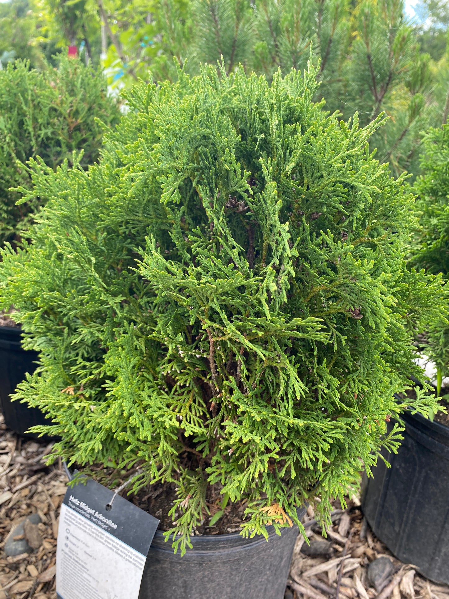 Hetz Midget Arborvitae | Thuja occidentalis