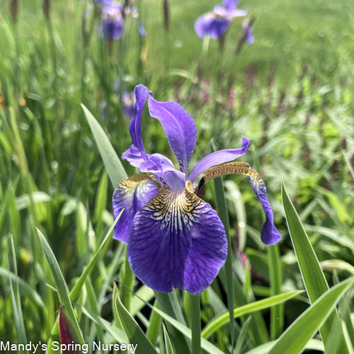 Caesar's Brother Siberian Iris | Iris siberica