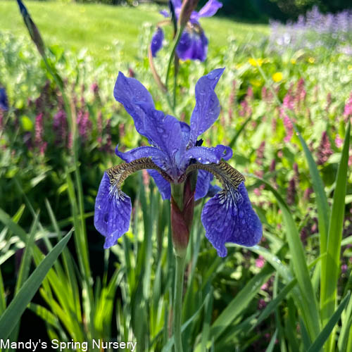 Caesar's Brother Siberian Iris | Iris siberica