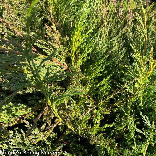 Andorra Compact Juniper | Juniperus horizontalis