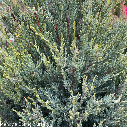 Blue Arrow Juniper | Juniperus virginiana 'Blue Arrow'