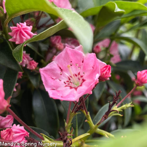 'Pink Charm' Mountain Laurel | Kalmia latifolia