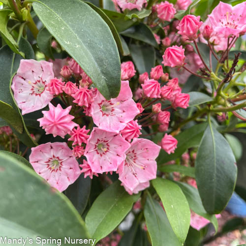'Pink Charm' Mountain Laurel | Kalmia latifolia