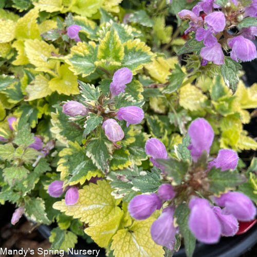 Golden Anniversary Dead Nettle | Lamium maculatum