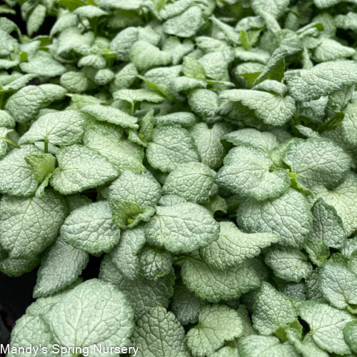 White Nancy Dead Nettle | Lamium maculatum