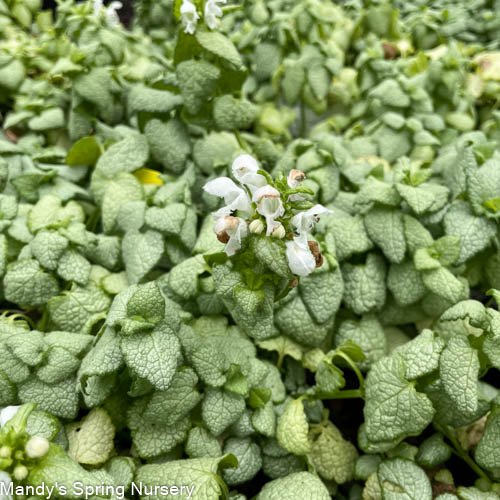 White Nancy Dead Nettle | Lamium maculatum