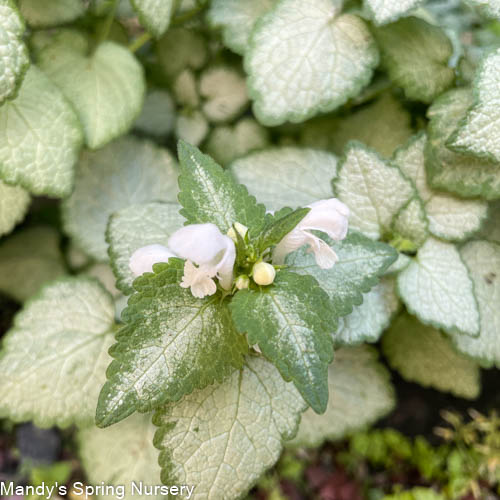 White Nancy Dead Nettle | Lamium maculatum