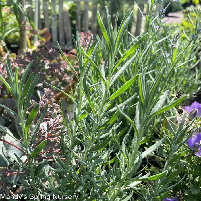 Phenomenal English Lavender | Lavandula intermedia