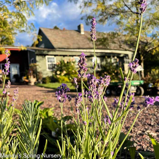 Phenomenal English Lavender | Lavandula intermedia