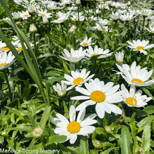 Snowcap Shasta Daisy | Leucanthemum 'Snowcap'