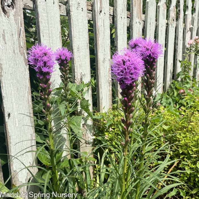 'Floristan Violet' Gayfeather | Liastris spicata