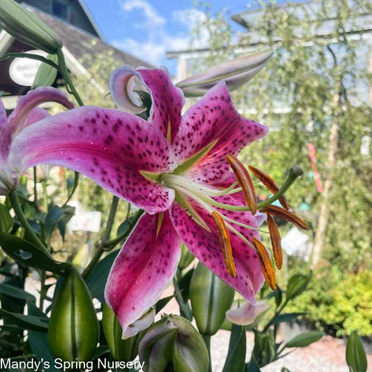 Stargazer Fragrant Lily