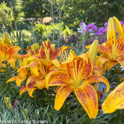 Tiny Nugget Hardy Lily | Lilium Asiatic