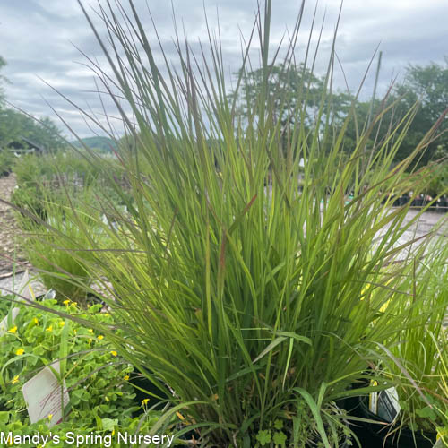 Twilight Zone Grass | Schizachyrium scoparium 'Twilight Zone'