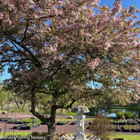 Japanese Flowering Crabapple | Malus floribunda