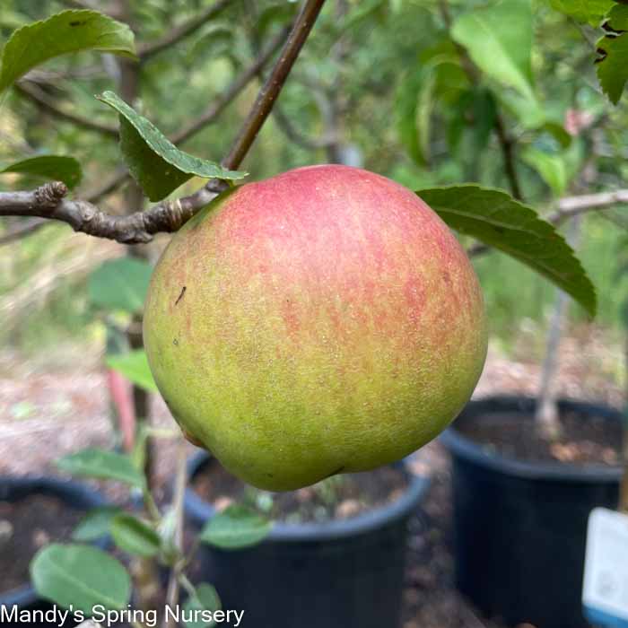 Liberty Apple | Malus 'Liberty'