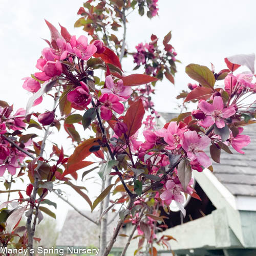 Gladiator Crabapple | Malus x adstringens 'Durleo'