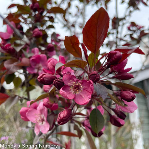 Gladiator Crabapple | Malus x adstringens 'Durleo'