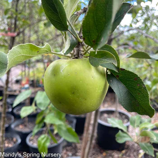 Granny Smith Apple | Malus 'Granny Smith'